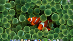 Norbert's desktop 2007-2011 (OS X)